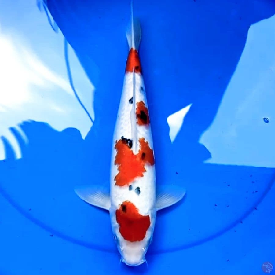 36cm HQ SANKE TSUBOSUMI