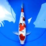 36cm HQ SANKE TSUBOSUMI