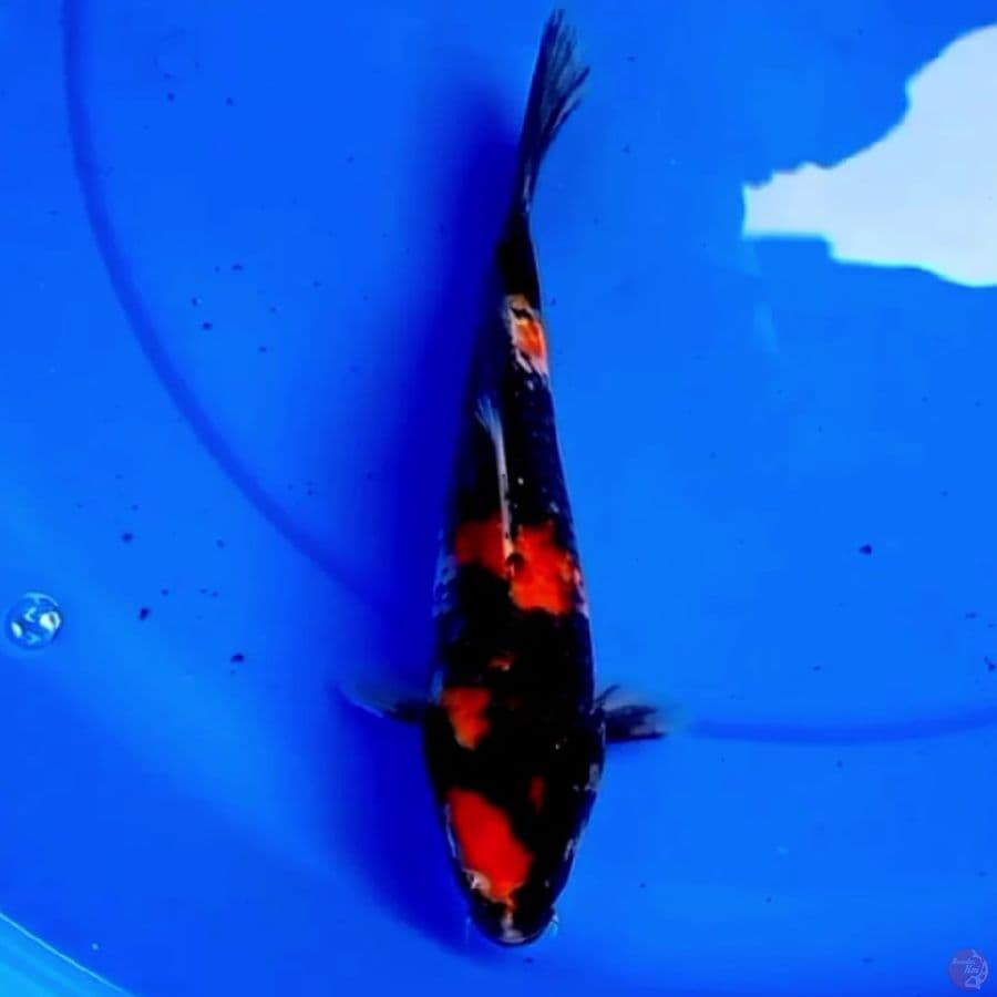 26cm SHOWA SANSHOKU