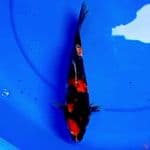 26cm SHOWA SANSHOKU