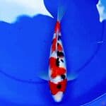 34cm SANKE KUPU KUPU