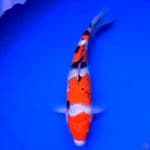 35cm SANKE OKE
