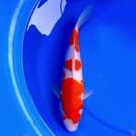 36cm KOHAKU HQ