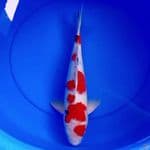 42cm MARUTEN POLKADOT