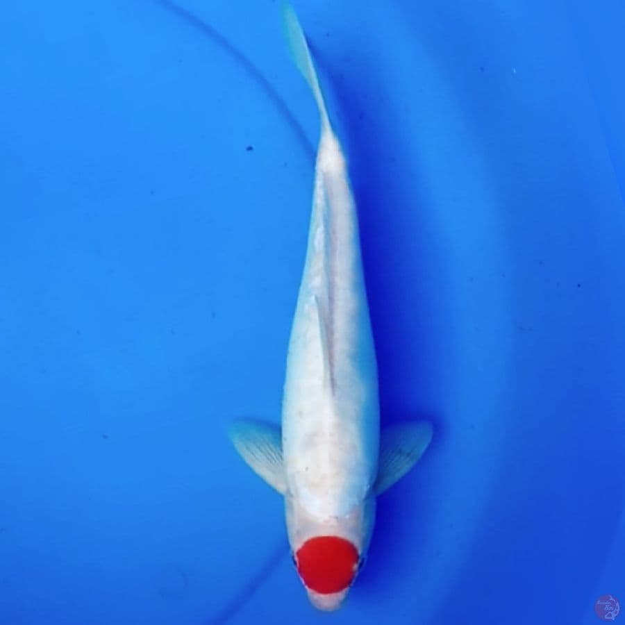 31cm TANCHO 