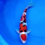 35cm DOITSU SANKE HALUS