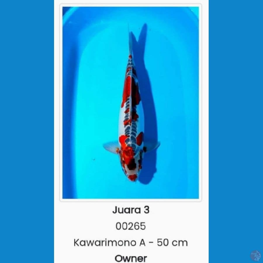 kawarimono 51 cm 