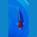 Benikikoryu 38cm male
