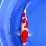 35CM 3STEP KOHAKU