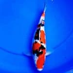30cm SANKE TSUBOSUMI BULKY