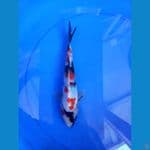 KINDAI SHOWA 23CM