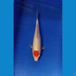 tancho kohaku