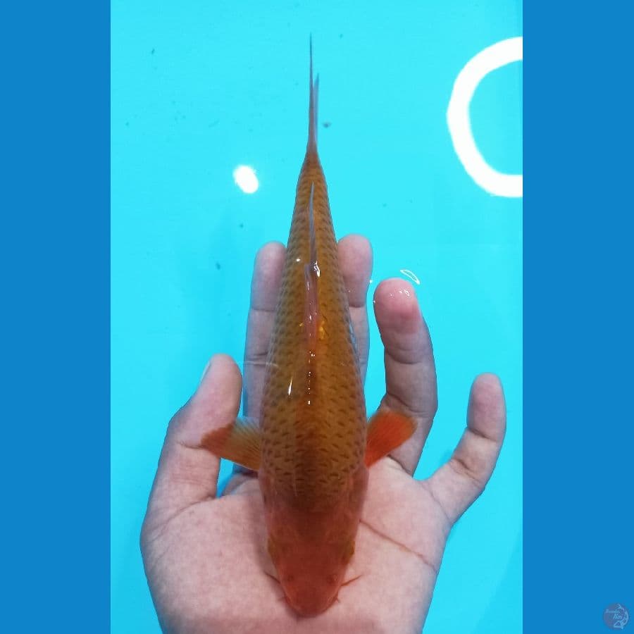 karamel corn 21cm