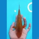 karamel corn 21cm 