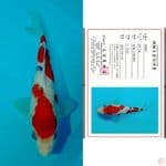 kindai showa 24cm marusai 
