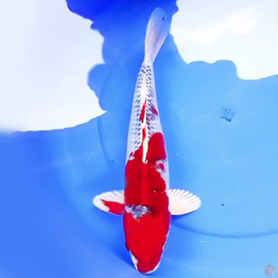 42cm RED KUJAKU SUPER