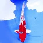 42cm RED KUJAKU SUPER 