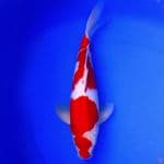 40cm KOHAKU BULKY POLA ANTIK