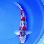 45cm JUMBO GOSHIKI RACING