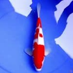 37cm 3STEP KOHAKU HQ