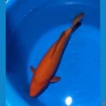 red karasi 40cm jantan