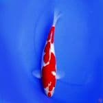 36cm INAZUMA ORIGINAL KOHAKU 