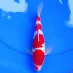 28cm KOHAKU HQ