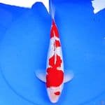 37cm GINRIN KOHAKU HQ