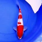 40cm KOHAKU GOOD QUALITY 