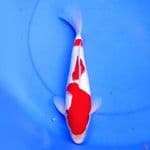 34cm 3STEP KOHAKU BAGUS