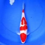 38cm KOHAKU MERAH PEKAT 