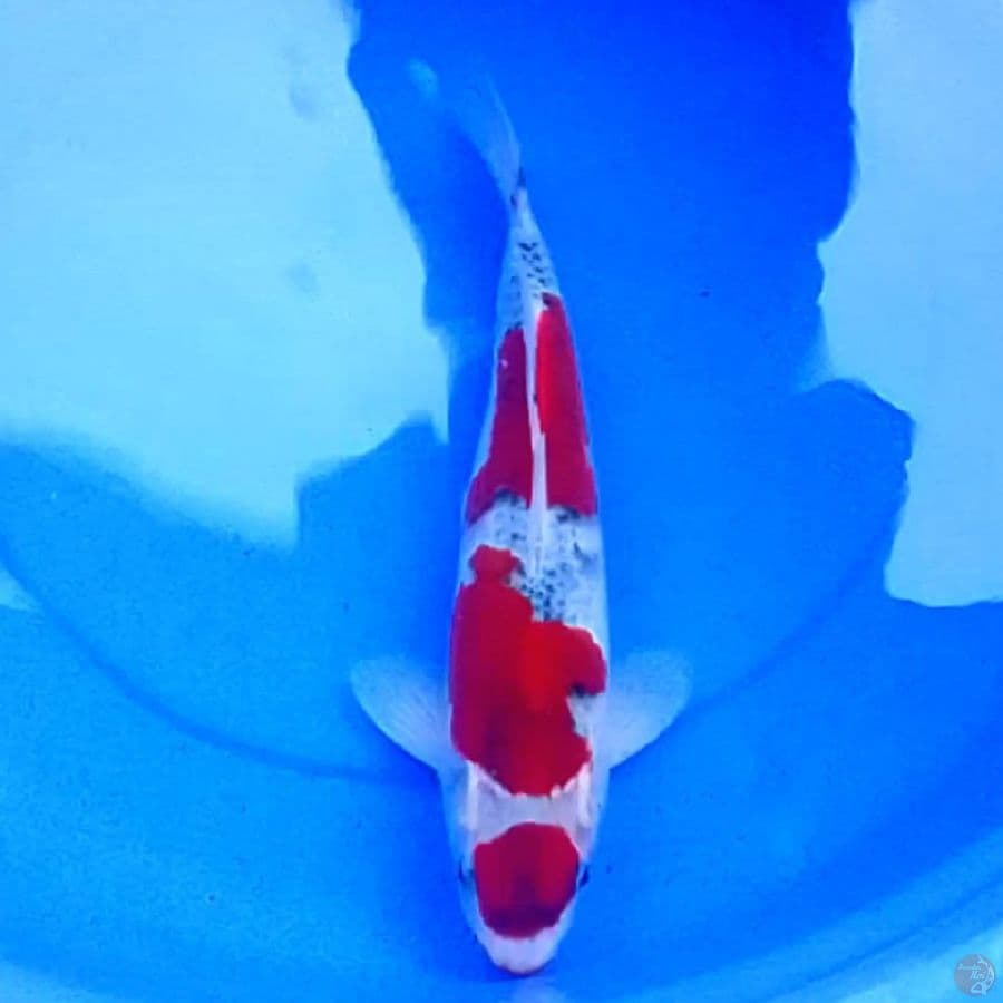 38cm GOSHIKI MERAH BAGUS 