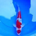 38cm GOSHIKI MERAH BAGUS 