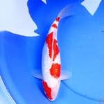 37cm KINGINRIN KOHAKU