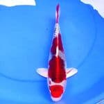 37cm KUJAKU SUPER ISTIMEWA 