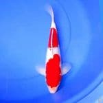 35cm GINRIN KOHAKU BAGUS