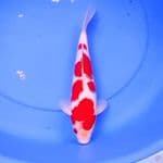 34cm KOHAKU TOTOL TOTOL