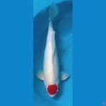 tancho kohaku 45bu jantan