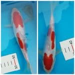 kohaku doitsu murni