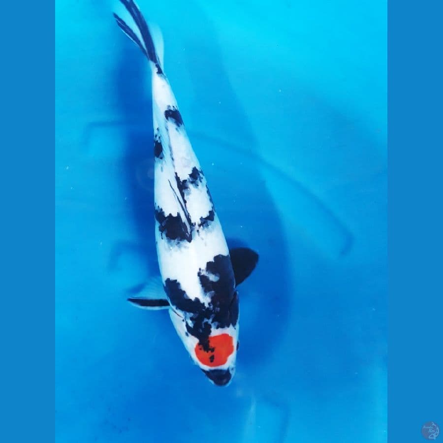 tancho kualitas 38cm