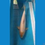 pejantan shiromuji bulky 40 cm