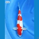 Red Kohaku SQ 