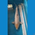 pejantan shiro tategoi bulky  43 cm