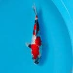 GINRIN SHOWA QUALUTY SIAP KEEPING 20cm female