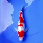 34cm ORIGINAL MARUTEN KOHAKU GINDRIN 