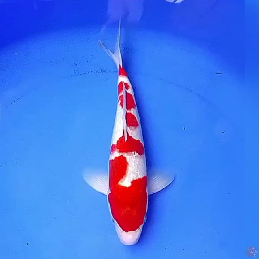 35cm KINGINRIN KOHAKU SAKURA