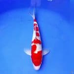 35cm KINGINRIN KOHAKU SAKURA