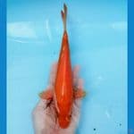 red karasi 