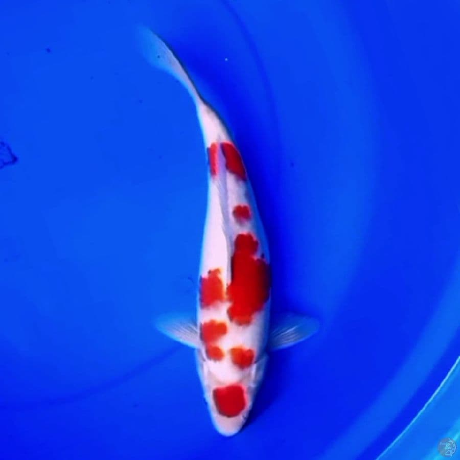 32cm ORI MARUTEN KOHAKU SAKURA 