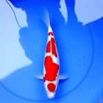 33cm KOHAKU MERAH BAGUS